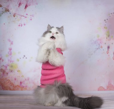 Yoga egzersizleri yapıyor kedi
