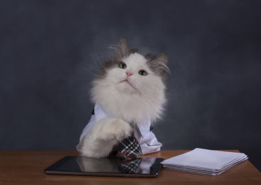 Kedi Yöneticisi office özlüyor