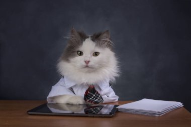 Kedi Yöneticisi office özlüyor