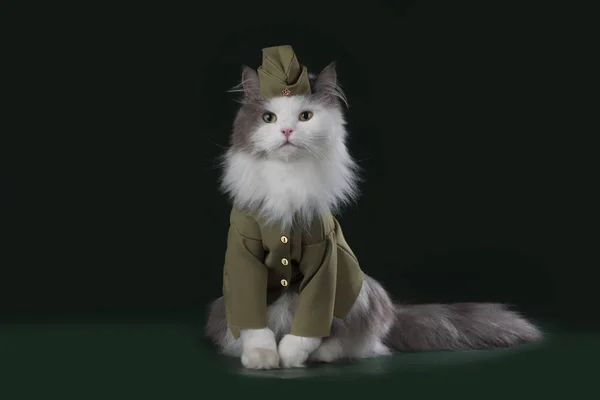 Котенок в военной форме