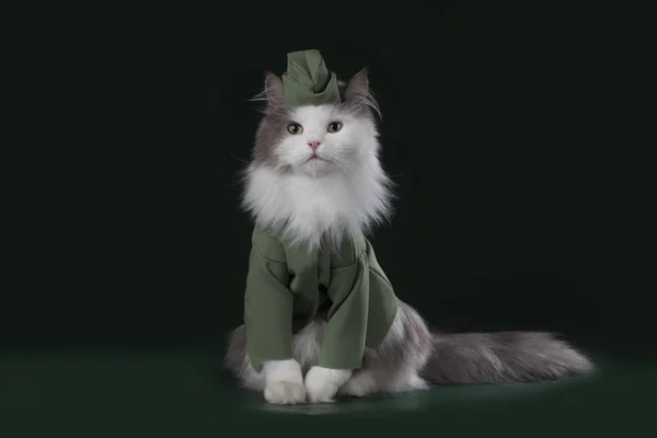 A cat in the uniform of a soldier — Stock Photo, Image