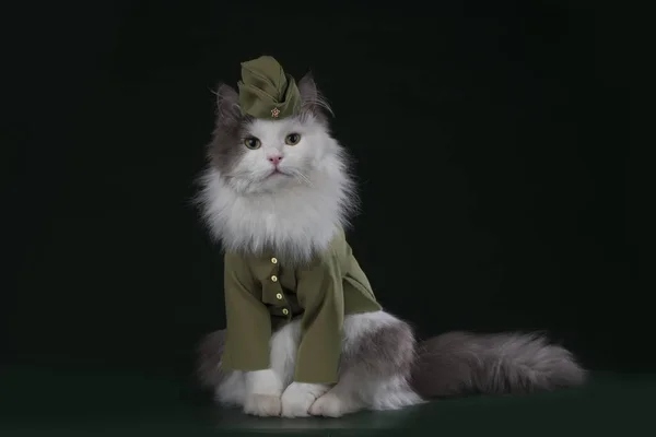 A cat in the uniform of a soldier — Stock Photo, Image