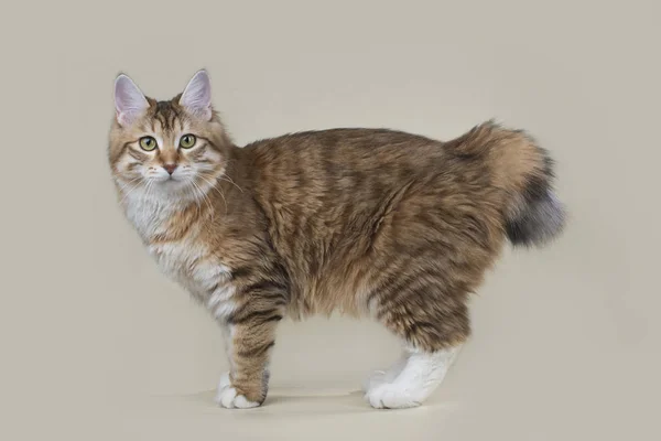 Kurilian Bobtail sobre un fondo aislado — Foto de Stock