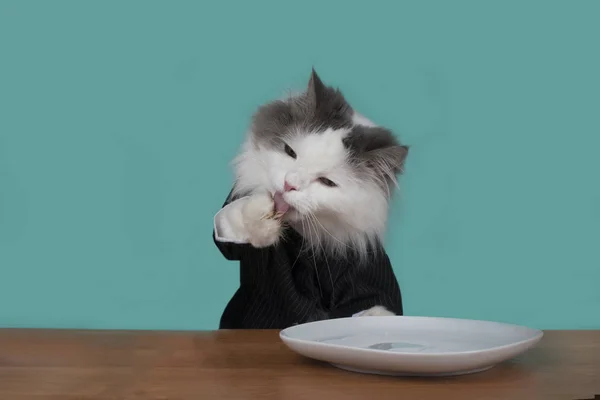 Кот облизывает лапы после вкусной еды. — стоковое фото