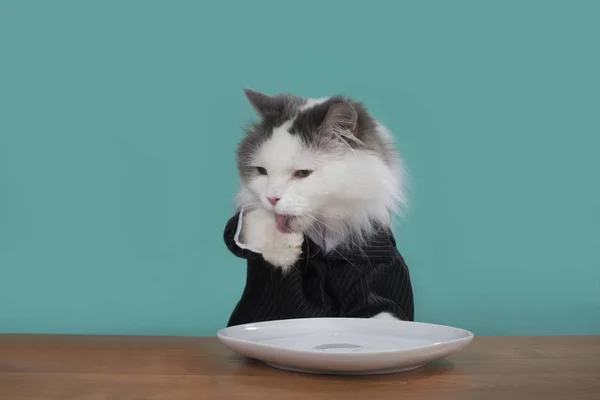 Katten slickar sina tassar efter en utsökt måltid — Stockfoto