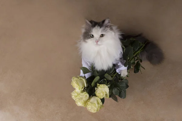 Kot przyniósł bukiet róż w prezencie — Zdjęcie stockowe