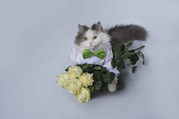 Cat brought a bouquet of roses as a gift — Stock Photo, Image