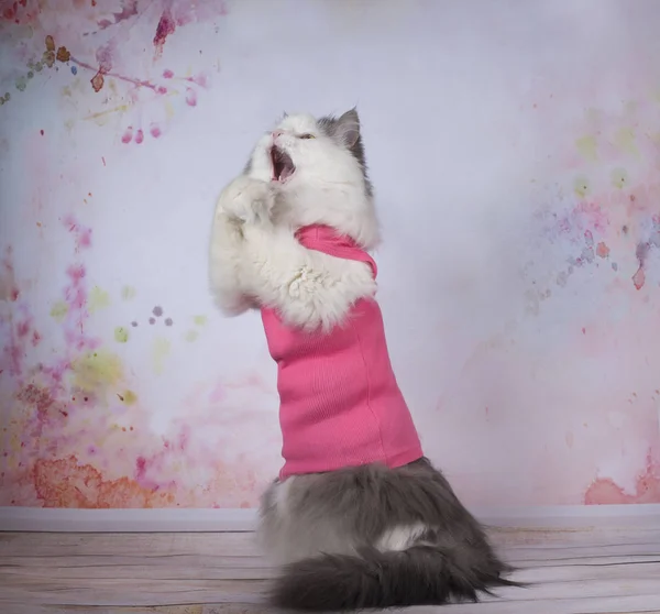 Cat doing yoga exercises — Stock Photo, Image