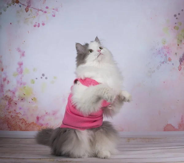 Gato haciendo ejercicios de yoga — Foto de Stock