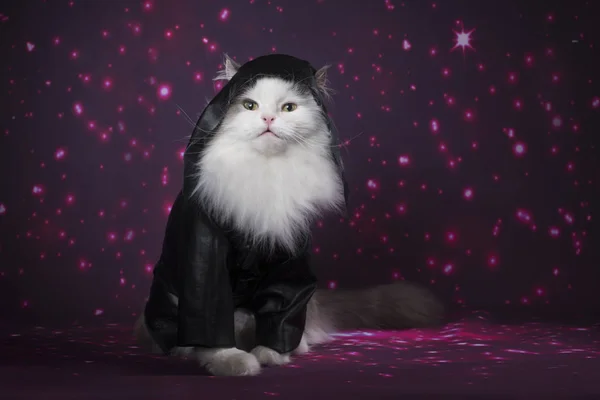 Chat dans une veste en cuir sur un fond lumineux — Photo