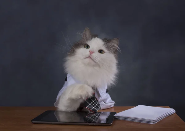 Kedi Yöneticisi office özlüyor — Stok fotoğraf