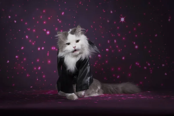 Kedi parlak bir arka plan üzerinde deri ceket — Stok fotoğraf