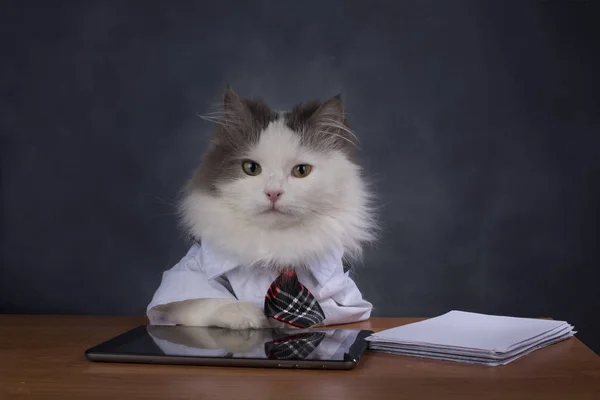 Kedi Yöneticisi office özlüyor — Stok fotoğraf