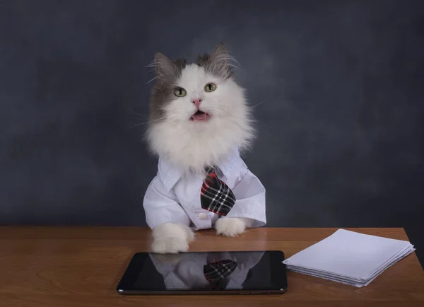 Gato gerente pierde la oficina — Foto de Stock