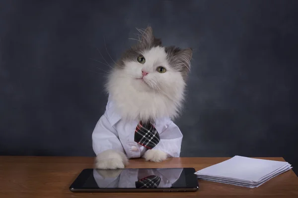 Gato gerente pierde la oficina — Foto de Stock