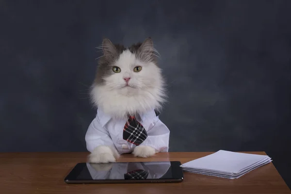 Cat manager misses the office