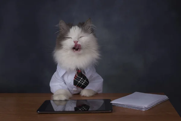 Cat manager misses the office — Stock Photo, Image