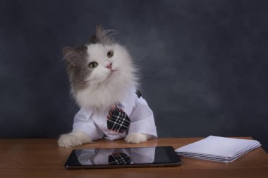Kedi Yöneticisi office özlüyor