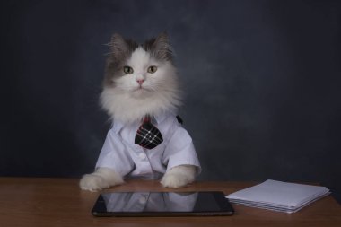 Kedi Yöneticisi office özlüyor