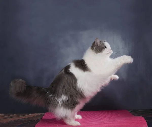 Grasso gatto sta facendo sport — Foto Stock