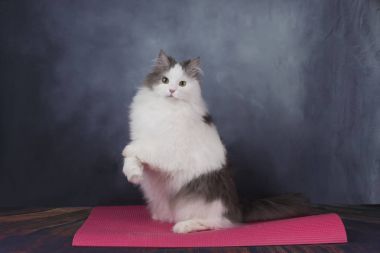 Şişman kedi spor yapıyor