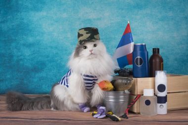 Bir Rus bayrağı ile askeri bir takım elbise içinde kedi
