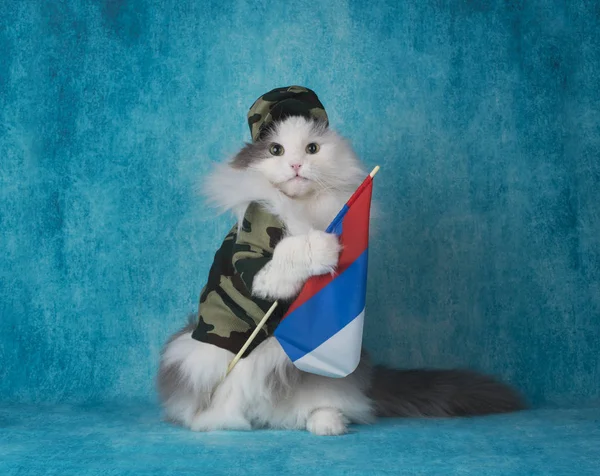 Gato en traje militar con bandera rusa — Foto de Stock