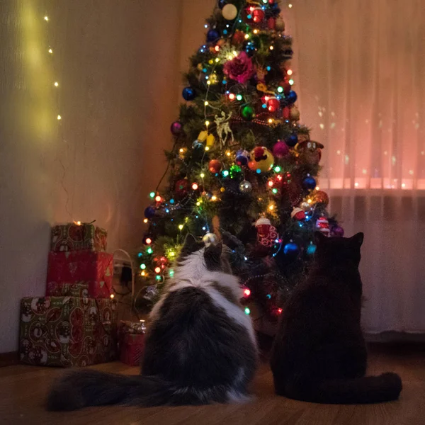 Katzen bereiten sich auf das neue Jahr vor — Stockfoto
