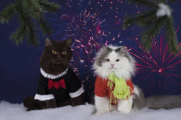 Kočky oslavit nový rok — Stock fotografie