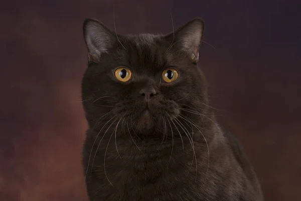 Britânico gato no marrom isolado fundo — Fotografia de Stock