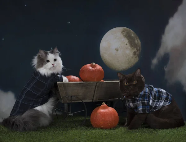 Katten stelen een pompoen bij nacht — Stockfoto