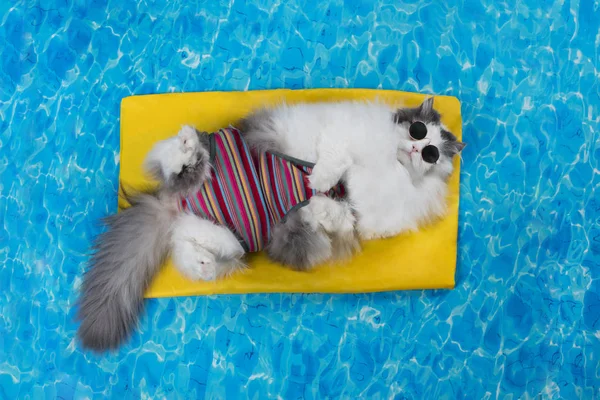 Resto de gato na piscina no colchão de ar — Fotografia de Stock