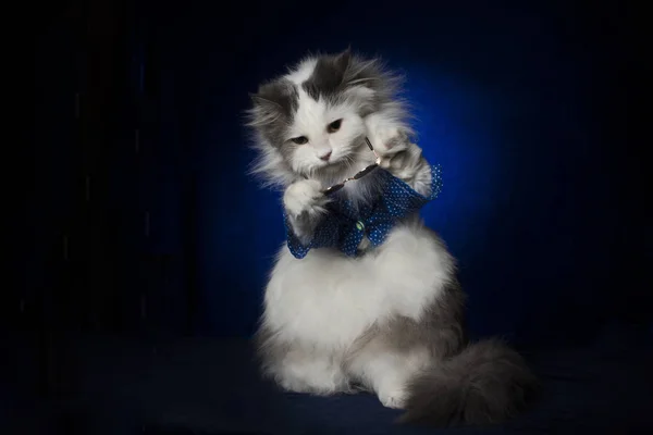 Zeer belangrijke kat in glazen op een donker blauwe achtergrond — Stockfoto