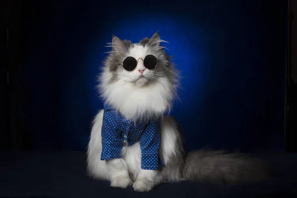 Очень важный кот в очках на темно-синем фоне — стоковое фото