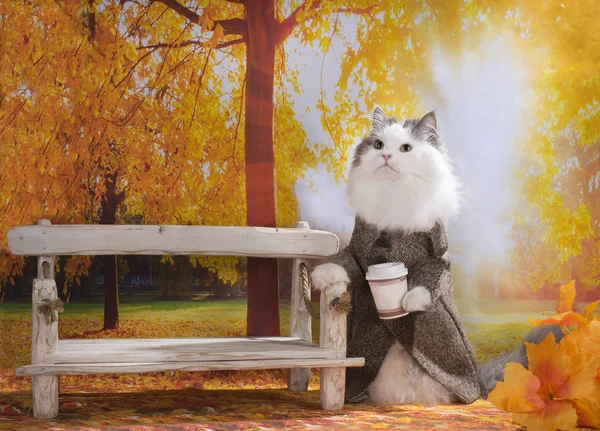 Kat met koffie in de ochtend wandelingen in herfst park — Stockfoto