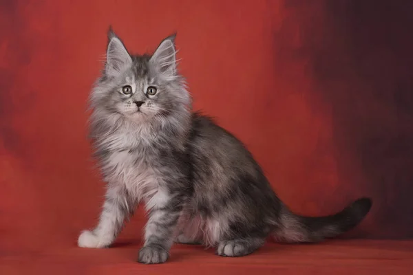 Maine Coon em um fundo vermelho isolado — Fotografia de Stock