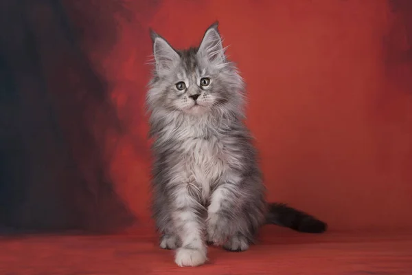 Maine Coon em um fundo vermelho isolado — Fotografia de Stock