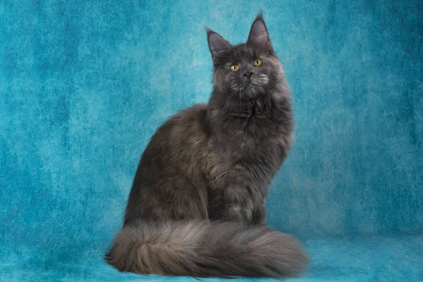 Maine Coon em um fundo isolado azul — Fotografia de Stock