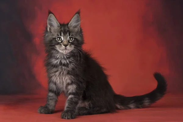 Maine Coon na červeném pozadí izolované — Stock fotografie