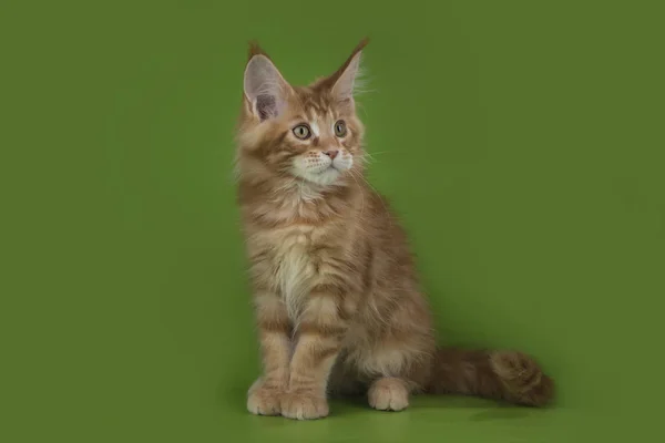 Maine Coon on a green isolated background — Stock Photo, Image