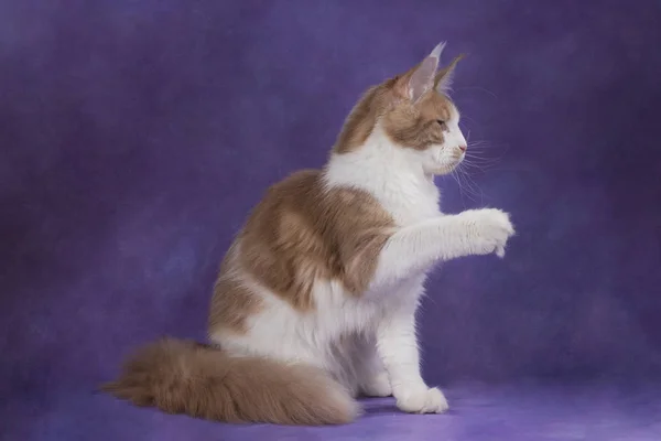 Meikun op geïsoleerde violette achtergrond — Stockfoto