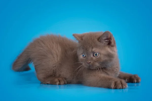 Британская кошка на изолированном синем фоне — стоковое фото