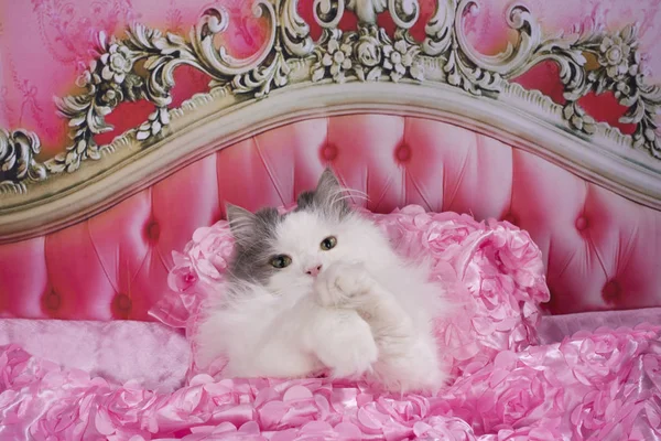 ピンクのベッドに猫が寝た — ストック写真
