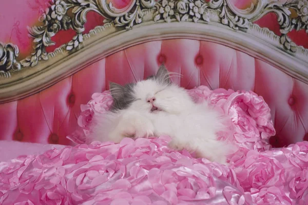 the cat went to bed in a pink bed
