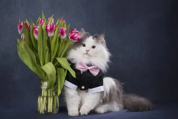 Harige kat met een boeket van tulpen — Stockfoto