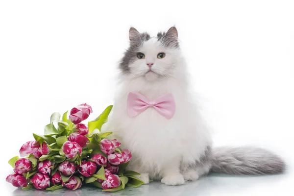 Pelzige Katze auf weißem, isoliertem Hintergrund mit einem Strauß Tulpen — Stockfoto