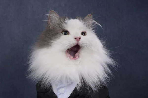 Portret puszysty kot na szarym tle — Zdjęcie stockowe