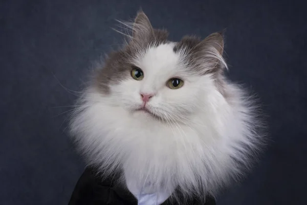 Portret puszysty kot na szarym tle — Zdjęcie stockowe