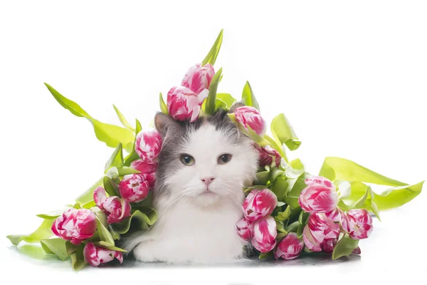 Пухнастий кіт на білому ізольованому фоні з букетом тюльпанів — стокове фото