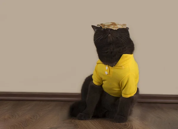 Kedi krep mutfakta patates kızartması — Stok fotoğraf